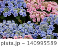 紫陽花の花　瑠璃るらら 140995589