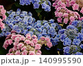 紫陽花の花　瑠璃るらら 140995590