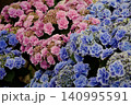 紫陽花の花　瑠璃るらら 140995591