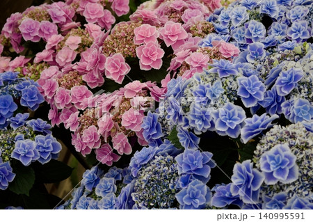 紫陽花の花 瑠璃るらら 紫陽花の花 瑠璃るらら 140995591