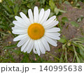 Title	 Wild daisy flower in the garden 140995638