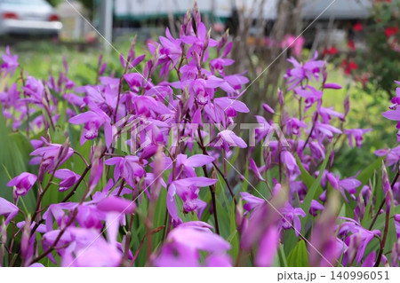 春の公園に咲くピンク色のシランの花 春の公園に咲くピンク色のシランの花 140996051