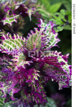 サイケな感じの模様と質感を持った植物の葉の俯瞰撮影 サイケな感じの模様と質感を持った植物の葉の俯瞰撮影 140996102