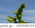 タチアオイ　蕾 140996339