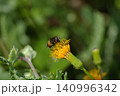 金時草　花　虫 140996342