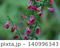 赤花エニシダ 140996343