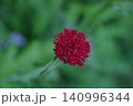紅花アザミ 140996344