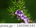 ミントブッシュ　花 140996345