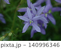 イソトマ　花 140996346