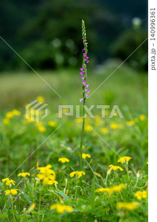 ネジバナの花 ネジバナの花 140996361