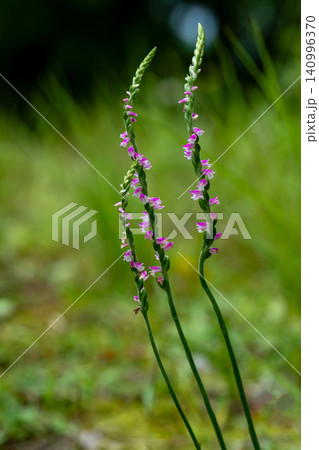 ネジバナの花 ネジバナの花 140996370