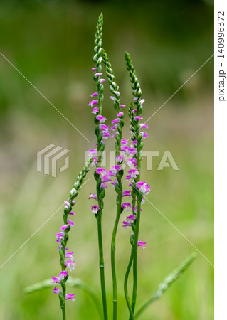 ネジバナの花 ネジバナの花 140996372