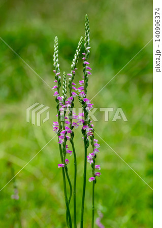 ネジバナの花 ネジバナの花 140996374