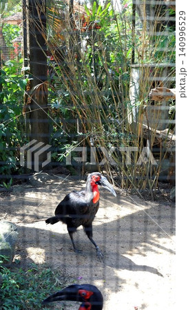Southern ground hornbill walking through shaded zoo enclosure with tall dry grass, mesh fencing, bamboo, and naturalistic vegetation behind, with hornbill, bird, avian, wildlife detail Southern ground hornbill walking through shaded zoo enclosure with tall dry grass, mesh fencing, bamboo, and naturalistic vegetation behind, with hornbill, bird, avian, wildlife detail 140996529