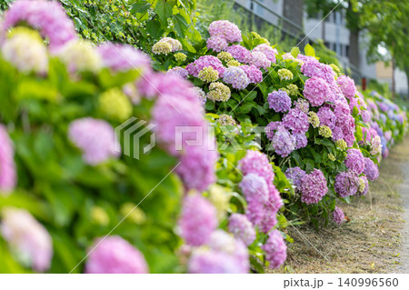 葛西親水緑道の紫陽花 葛西親水緑道の紫陽花 140996560