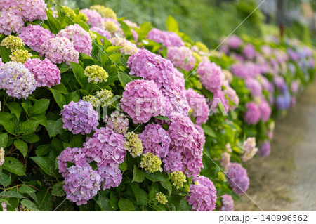 葛西親水緑道の紫陽花 140996562