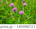 ムラサキツメクサの花 140996721