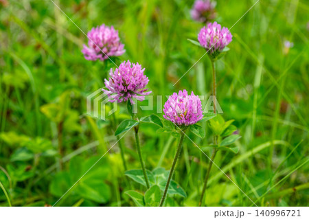 ムラサキツメクサの花 ムラサキツメクサの花 140996721