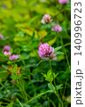 ムラサキツメクサの花 140996723