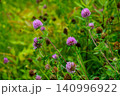 ムラサキツメクサの花 140996922