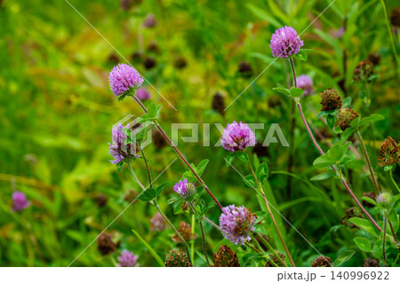 ムラサキツメクサの花 ムラサキツメクサの花 140996922