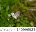 ヒメジョオンの花にとまるヤマトシジミ 140996923