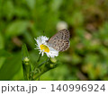 ヒメジョオンの花にとまるヤマトシジミ 140996924