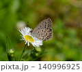 ヒメジョオンの花にとまるヤマトシジミ 140996925