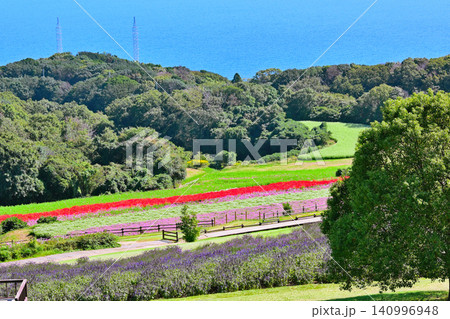 海が見える丘の花畑 140996948