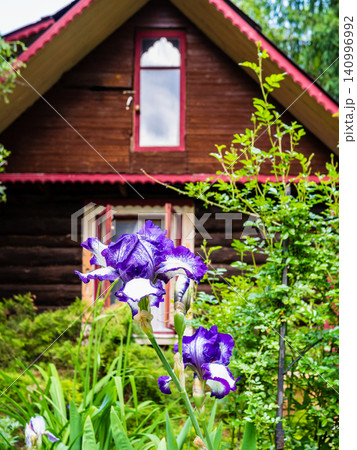 fresh violet iris flower and wooden rural house fresh violet iris flower and wooden rural house 140996992