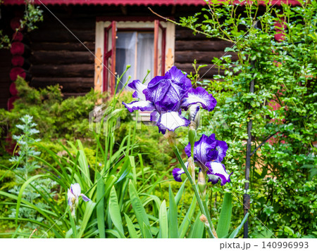natural violet iris flower and wooden rustic house natural violet iris flower and wooden rustic house 140996993
