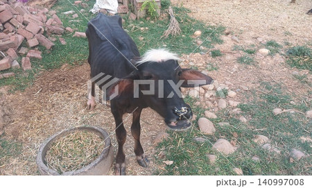 Detailed Head Shot of Curious Buffalo Calf with White Marking Detailed Head Shot of Curious Buffalo Calf with White Marking 140997008
