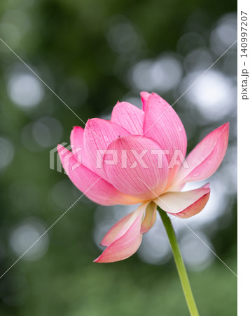 美しいピンクの蓮の花 140997207
