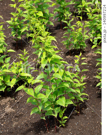 薬用植物 ビャクブ 薬用植物 ビャクブ 140997214