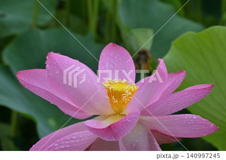 ピンクの蓮と黄色の花托、そして水滴の輝き 140997245