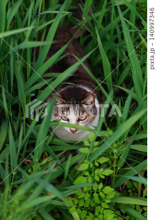 茂みからのっそりと見上げるキジトラ柄とハチワレ柄の野良猫 140997346
