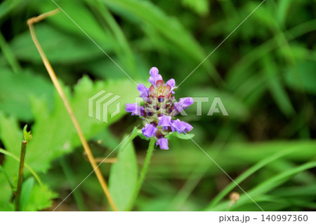 【高山植物】長野県・霧ヶ峰・ウツボグサ(靭草) 【高山植物】長野県・霧ヶ峰・ウツボグサ(靭草) 140997360