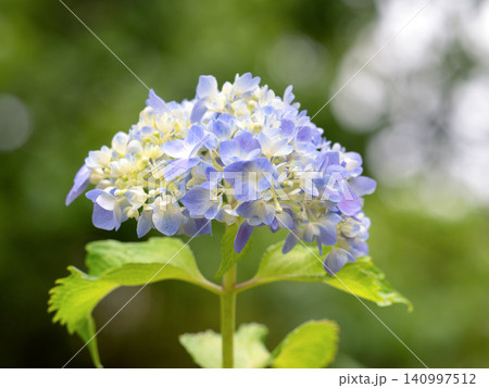 青いアジサイの花 青いアジサイの花 140997512
