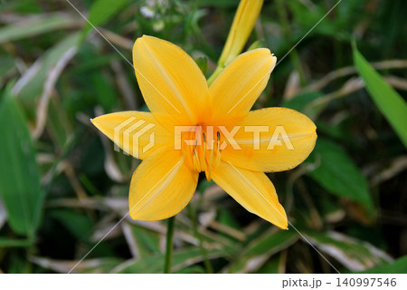 【高山植物】長野県・霧ヶ峰・ニッコウキスゲ(日光黄菅) 【高山植物】長野県・霧ヶ峰・ニッコウキスゲ(日光黄菅) 140997546