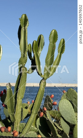 Cactus and Prickly Pears by the Sea Cactus and Prickly Pears by the Sea 140997602