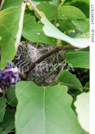 植物の隙間に出来た鳥の巣 植物の隙間に出来た鳥の巣 140997677