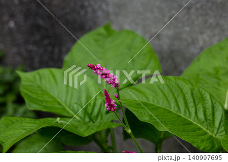 緑の大きな葉と鮮やかなピンクのイヌタデの花 緑の大きな葉と鮮やかなピンクのイヌタデの花 140997695