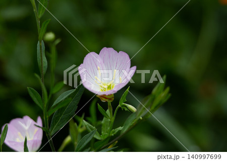 緑の中に咲く淡いピンクのヒルザキツキミソウの花 緑の中に咲く淡いピンクのヒルザキツキミソウの花 140997699
