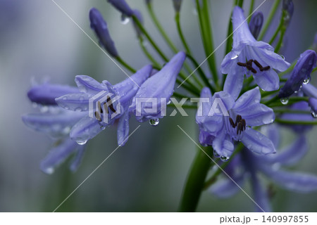 大粒の水滴としずくが滴るアガパンサスの花 大粒の水滴としずくが滴るアガパンサスの花 140997855