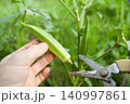 オクラの収穫 140997861