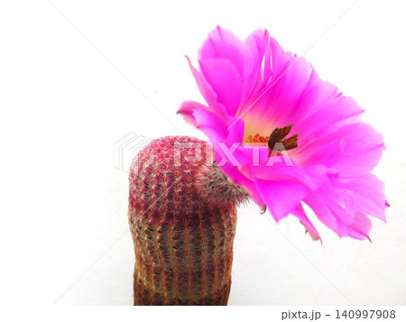 紫太陽 開花 紫太陽 開花 140997908