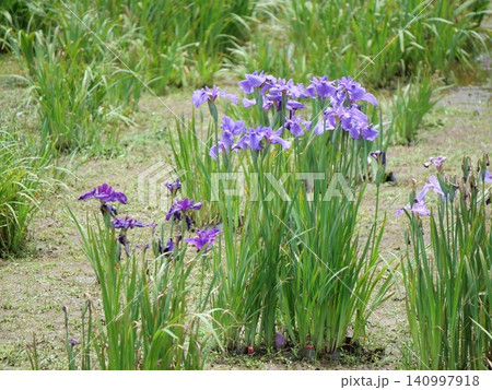 水辺に咲く花菖蒲 140997918