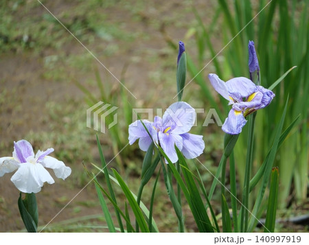 水辺に咲く花菖蒲 水辺に咲く花菖蒲 140997919