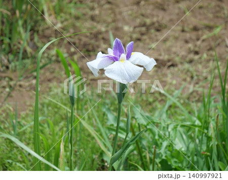 水辺に咲く花菖蒲 140997921