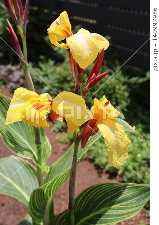 斑入りカンナの黄色い花 斑入りカンナの黄色い花 140997986
